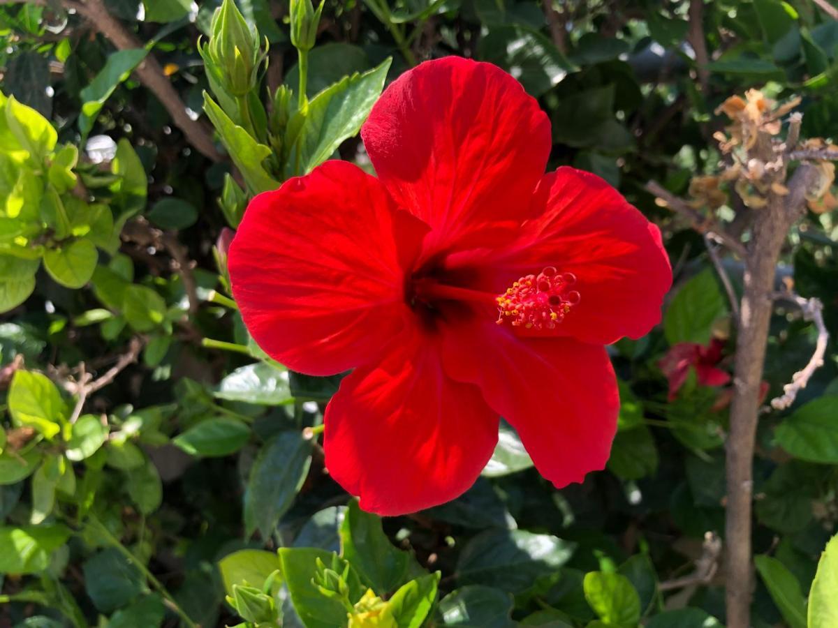 Red Hibiscus Stegna Guest House Archangelos  Exterior foto