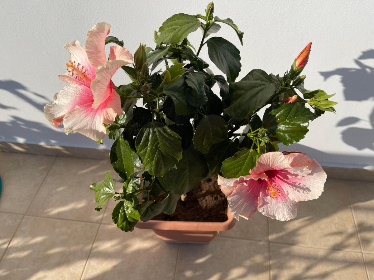Red Hibiscus Stegna Guest House Archangelos  Exterior foto