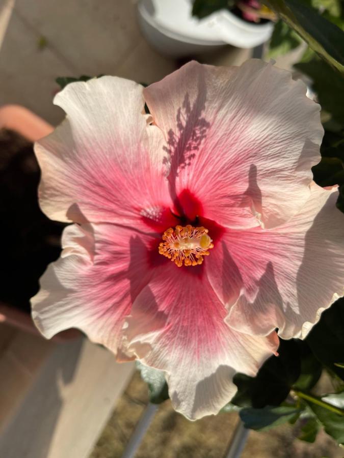 Red Hibiscus Stegna Guest House Archangelos  Exterior foto
