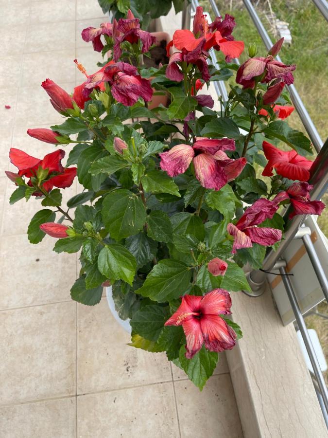 Red Hibiscus Stegna Guest House Archangelos  Exterior foto