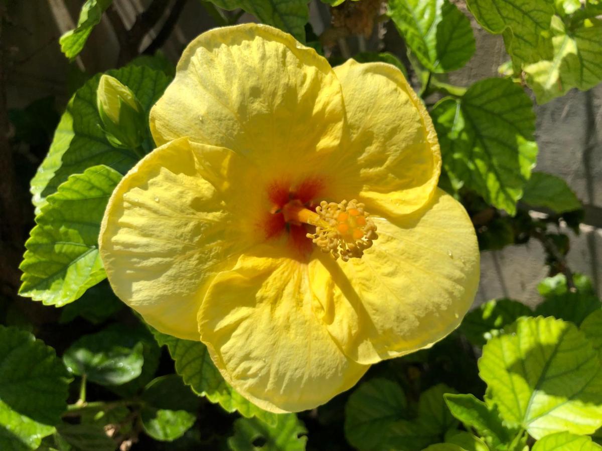 Red Hibiscus Stegna Guest House Archangelos  Exterior foto