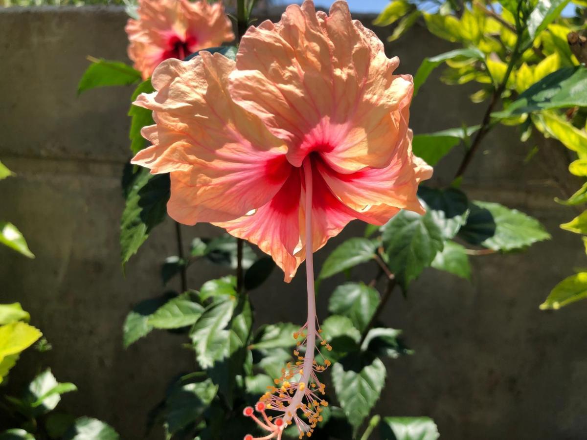 Red Hibiscus Stegna Guest House Archangelos  Exterior foto